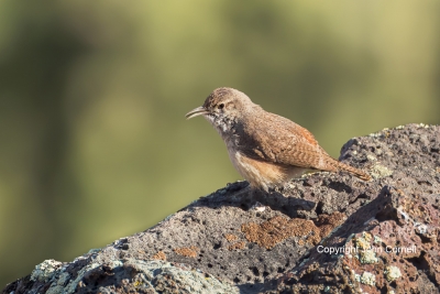 Canyon-Wren;Catherpes-mexicanus;One;avifauna;bird;birds;color-image;color-photog